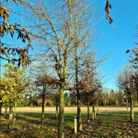 #841 Carpinus Betulus Hainbuche