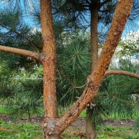 Pinus sylvestris - grove den stam