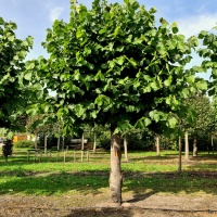 Tilia americana 'Nova' - Foto 1