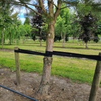Pinus nigra 'Nigra' - stam