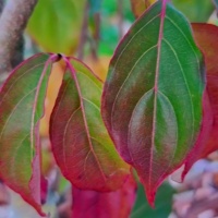Cornus kousa 'Milky Way' - Foto 1