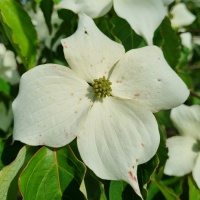 Cornus kousa 'Chinensis' - Foto 6