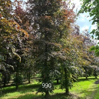 Fagus sylvatica 'Atropunicea' - Afbeelding 990