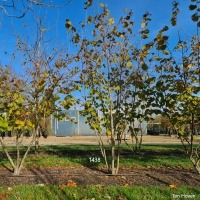 Corylus maxima 'Purpurea' - Afbeelding 1438