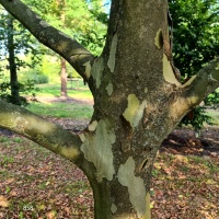 #858 Platanus x hispanica Kletterbaum Platane