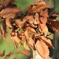 #767 Carpinus Betulus Die Hainbuche als ultimativer Kletterbaum