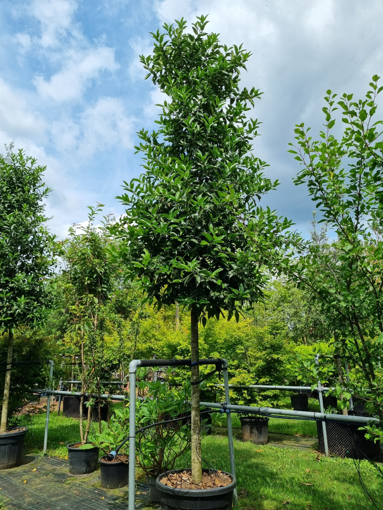 Windspiel Mit Braunen Katzen – 96,5 Cm, Aluminium, Mit Glocken Für Garten, Balkon Oder Als Geschenk