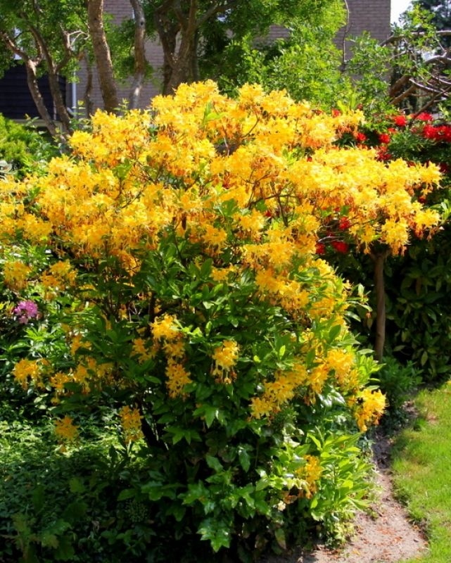 Helderrood Bloeiende Azalea Tuin Rhododendron Luteum Vuurbal - 40 Cm In 4 Liter Pot