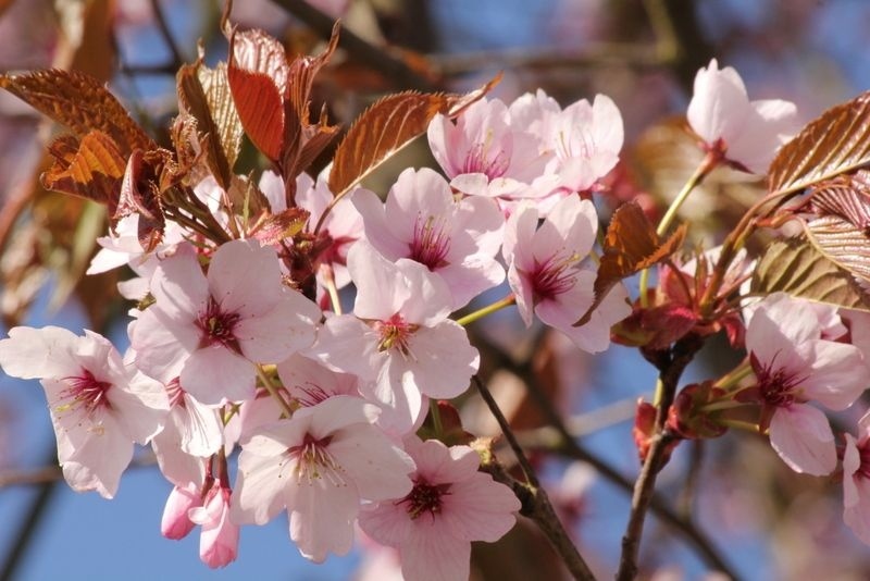 Japanse sierkers 'Rancho', Prunus sargentii 'Rancho' kopen