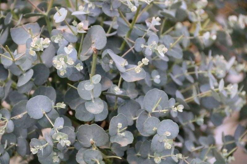 Gomboom , Eucalyptus gunnii kopen