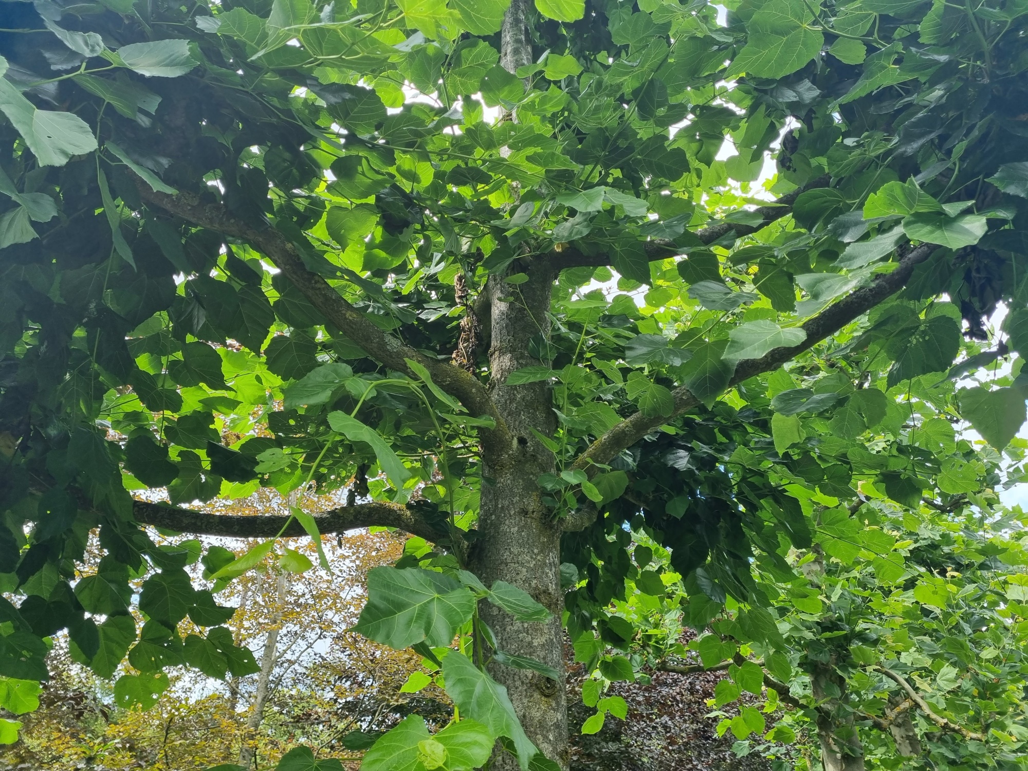 Hollandse linde als herdenkingsboom kopen? | Ten Hoven