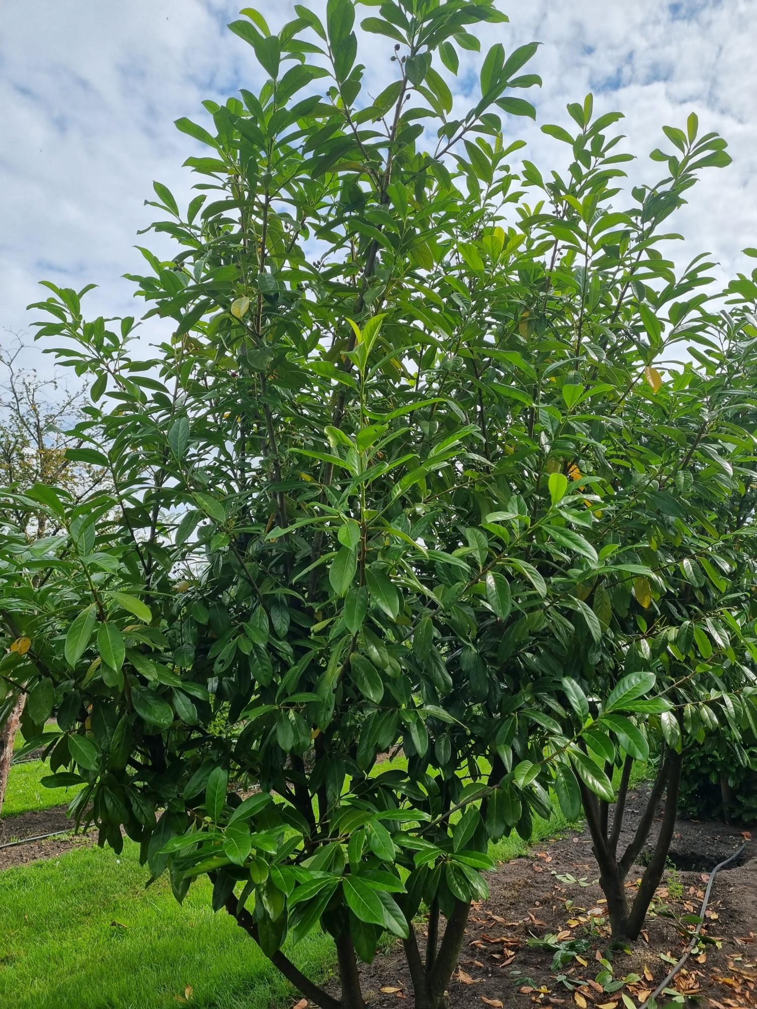 Haagplanten - Prunus Lusitanica Angustifolia - Blad Groen - 8 Planten Haagplanten - Prunus Lusitanica Angustifolia - Blad Groen - 8 Planten