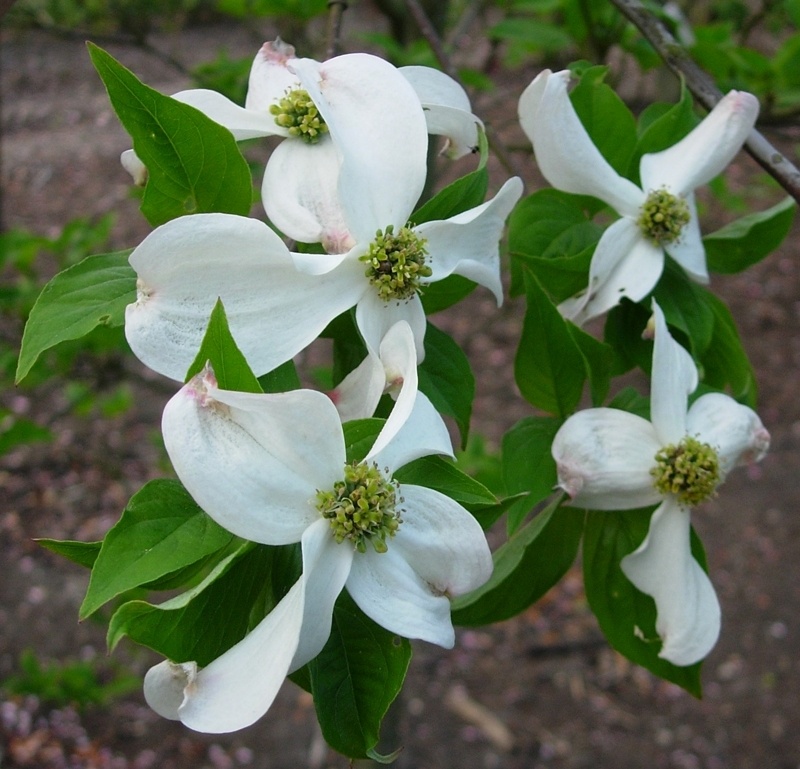 Kornoelje (Cornus kousa chinensis Kornoelje (Cornus kousa chinensis
