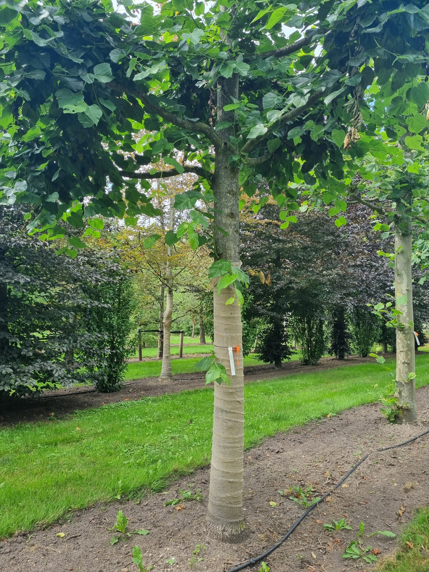 Hollandse linde als herdenkingsboom kopen? Ten Hoven Hollandse linde als herdenkingsboom kopen? Ten Hoven