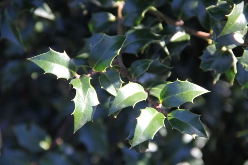 Hulst 'Dragon Lady', Ilex aquipernyi Dragon Lady kopen