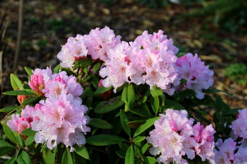 Rododendron 'Christmas Cheer', Rhododendron 'Christmas Cheer' kopen