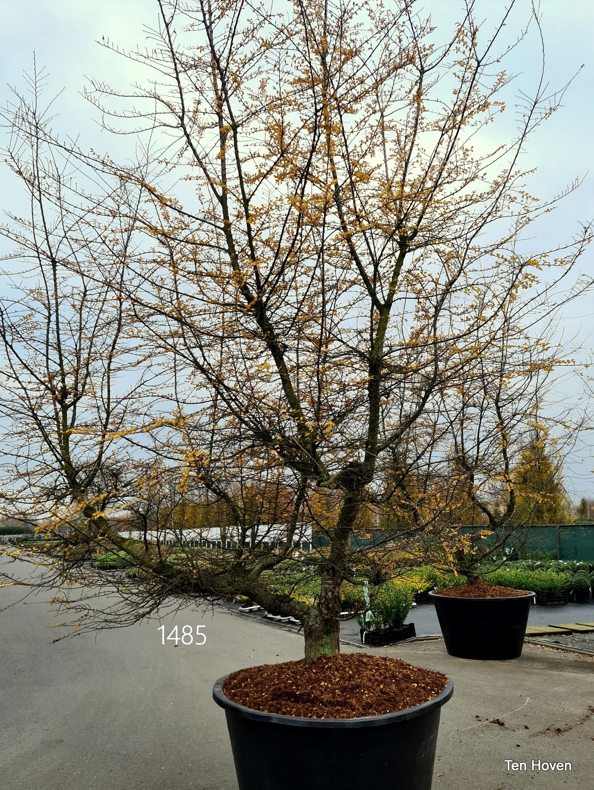 Nothofagus meerstam kopen?