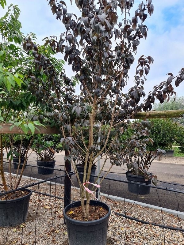 Prunus serrulata 'Royal Burgundy' TreeEbb Online tree-finding tool Nurseri