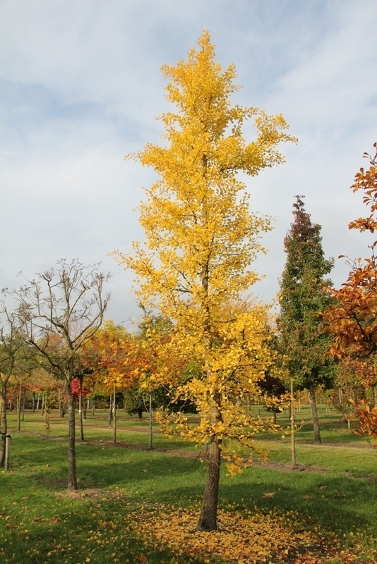 Japanse Notenboom , Ginkgo biloba kopen