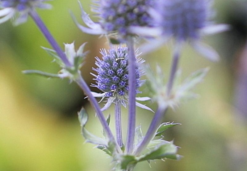 Blauwe distel, Eryngium planum kopen