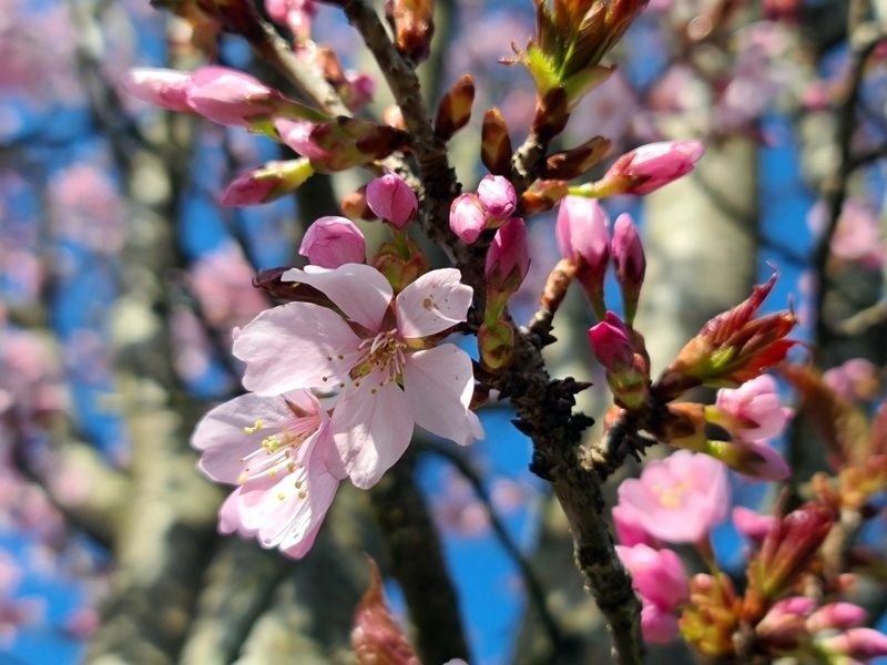 Japanse sierkers 'Rancho', Prunus sargentii 'Rancho' kopen