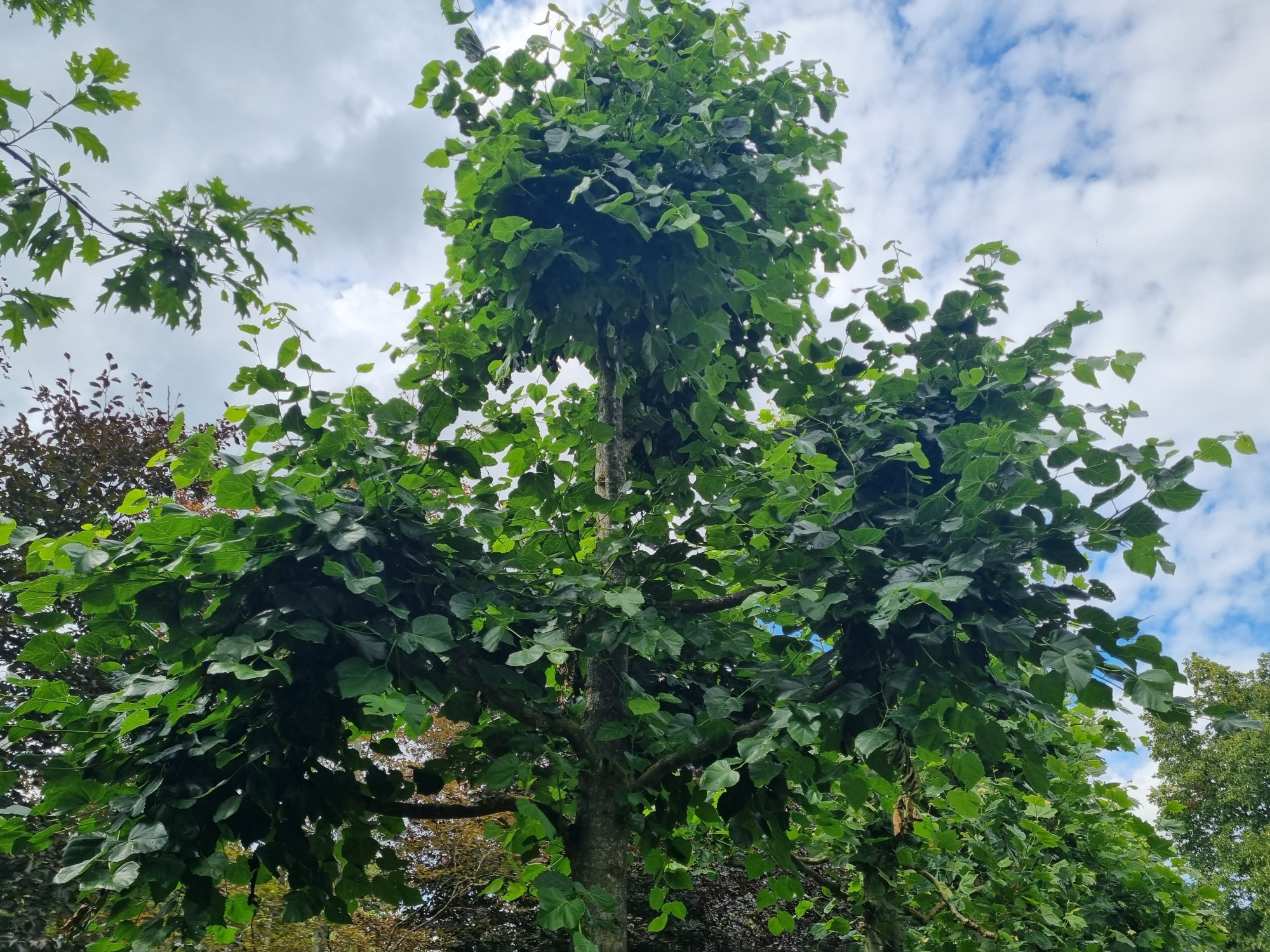 Hollandse linde als herdenkingsboom kopen? Ten Hoven Hollandse linde als herdenkingsboom kopen? Ten Hoven