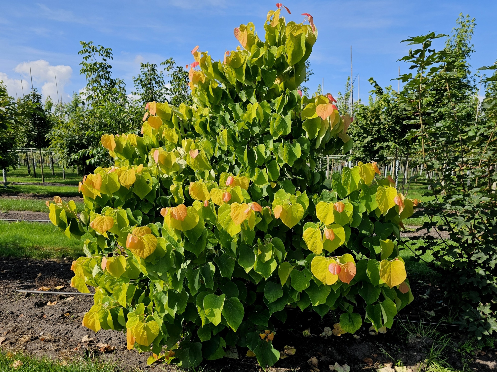 Judasboom 'The Rising Sun', Cercis. can 'The Rising Sun' kopen