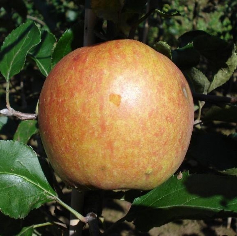 Appel 'Rubinstar', Malus domestica 'Rubinstar' kopen