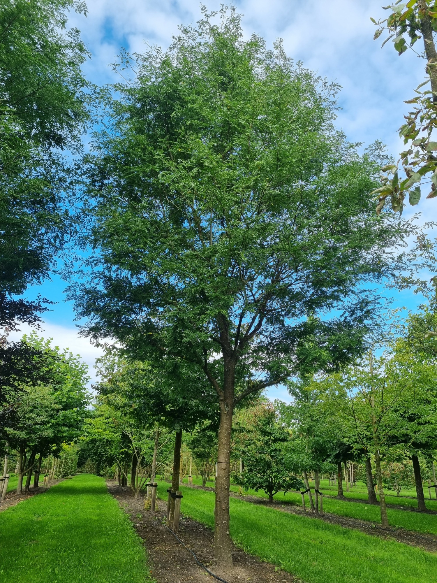 Interesting Info About Gleditsia Triacanthos Skyline
