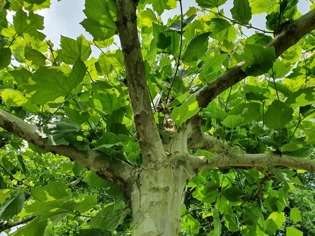 Sie wollen eine große Dachplatane kaufen? Exklusiv bei Ten Hoven Bomen Sie wollen eine große Dachplatane kaufen? Exklusiv bei Ten Hoven Bomen