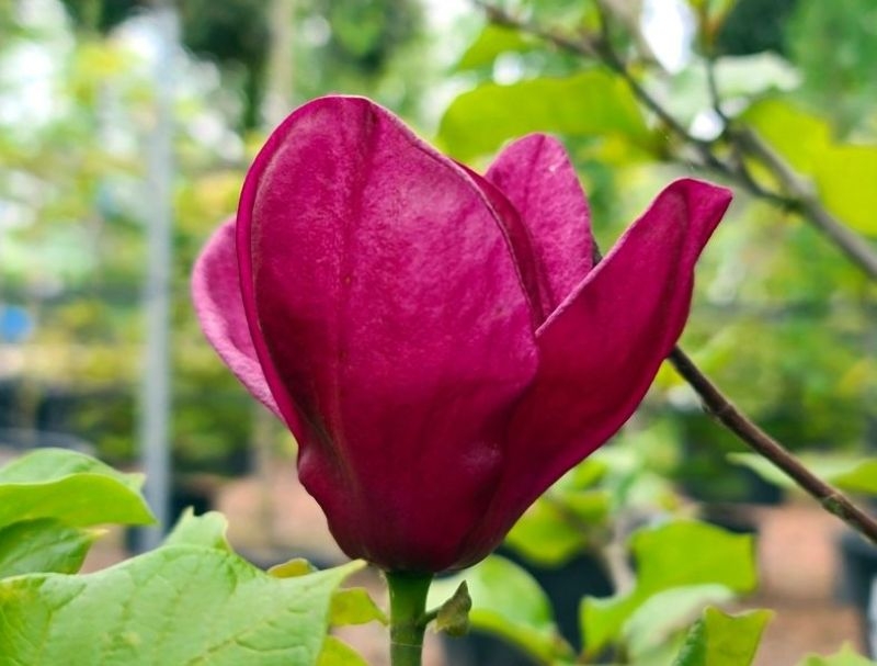 Magnolia 'Black Tulip', Magnolia 'Black Tulip' kopen
