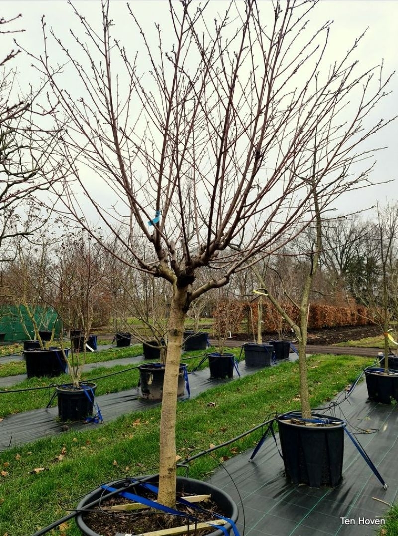 Wilde Perzik 'Paraguayo Tito' , Prunus persica 'Paraguayo Tito' kopen