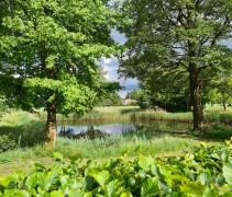 Natuurvijver