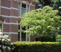 Cornus kousa