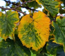 Tilia Tomentosa