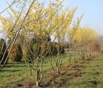 Hamamelis intermedia 'Arnolds Promise'