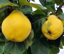 Cydonia oblonga 'Vranja' kweepeer