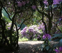 Rhododendron Grandiflorum