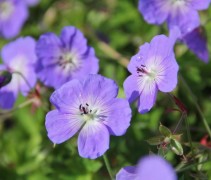 Geranium Rozanne
