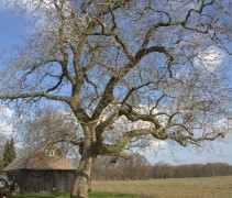 Herdenkingsboom Juglans regia veteraan 