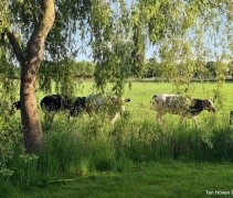 Treurwilg met koeien