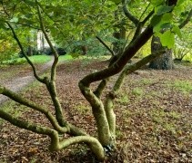 Hamamelis solitair in bostuin
