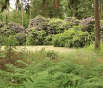 Rhododendronborder