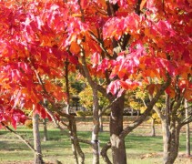 Parrotia persica