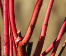 Cornus alba 'Sibirica'