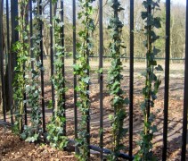 Hekwerk met Hedera als bosafscheiding