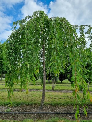 Afbeelding Japanische Trauerkirsche - Prunus x yedoensis 'Ivensii'