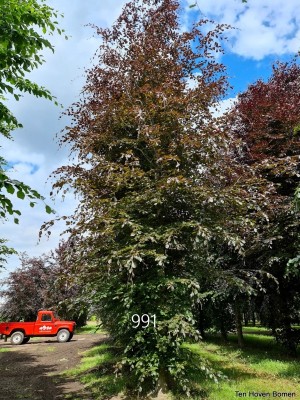 Afbeelding Rode beuk - Fagus sylvatica 'Atropunicea'