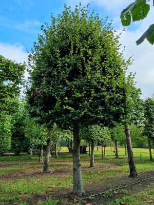 Afbeelding Grüne Buche in Kegelform am Stamm - Fagus sylvatica