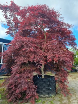 Afbeelding Japanischer Ahorn - Acer palmatum 'Garnet'